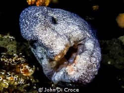Puget Sound Wolf Eel. by John Di Croce 